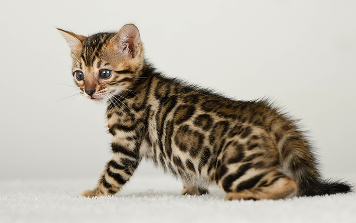 Bengal kitten for sale